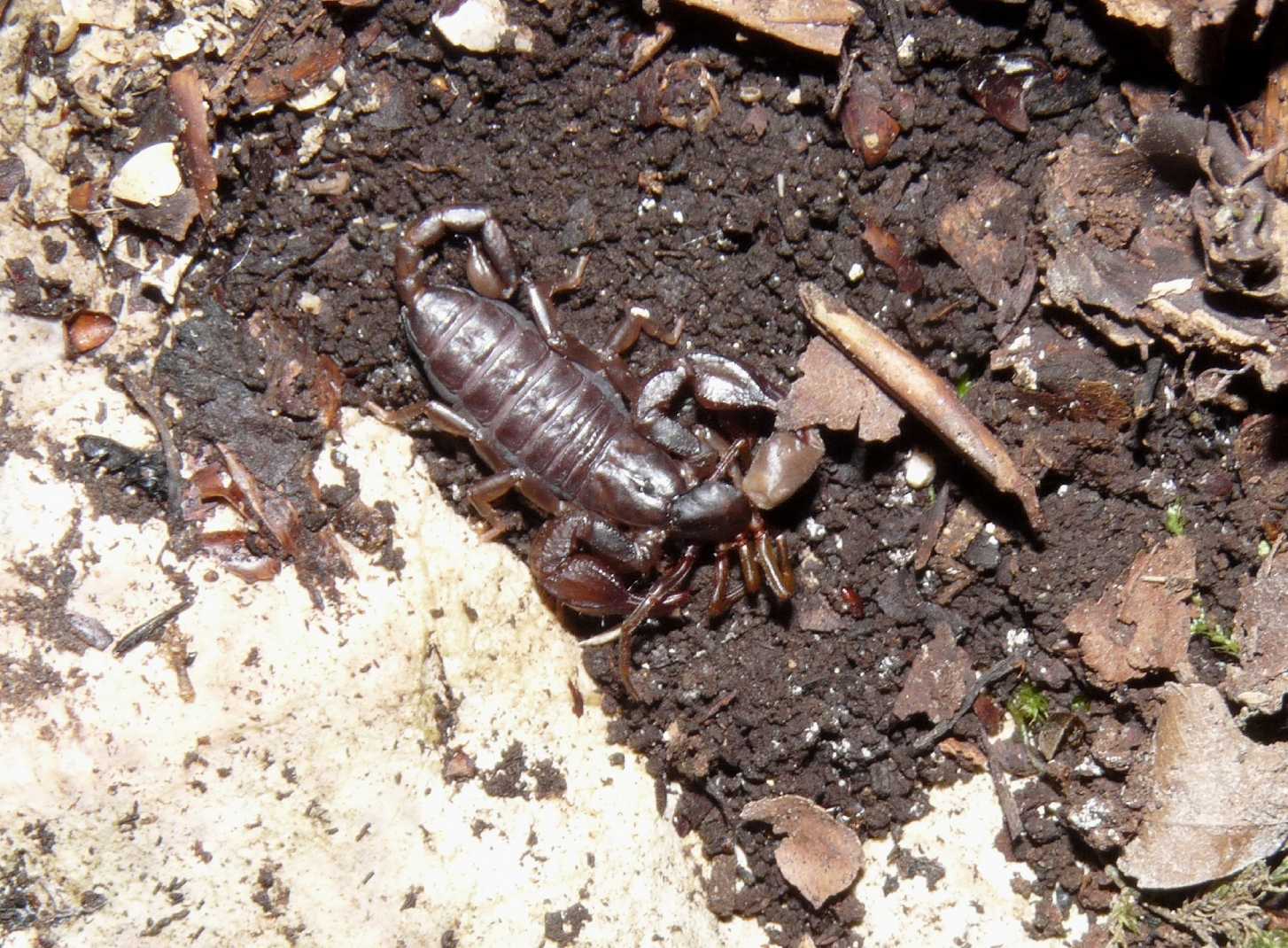 Euscorpius concinnus con preda (Dysdera sp.)
